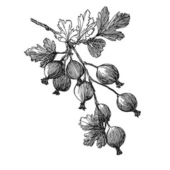 Stunning vintage vector illustration of gooseberries with intricate details, perfect for botanical designs, nature-themed projects, or herbal concepts. Timeless elegance in black and white.
