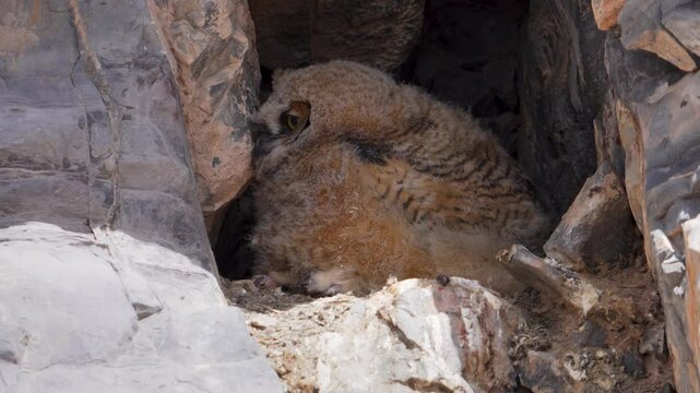 View of a baby great horned owl has its feathers blow in the breeze from its nest in a rock wall in the Utah desert.
