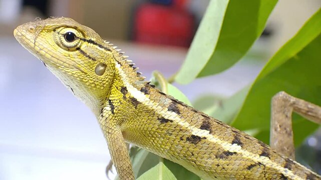 Indian chameleon resting on a leaf