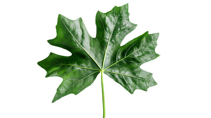 Vibrant Green Cartoon Leaf on Clean White Background