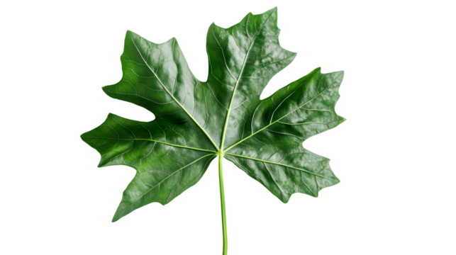 Vibrant Green Cartoon Leaf on Clean White Background - Powered by Adobe