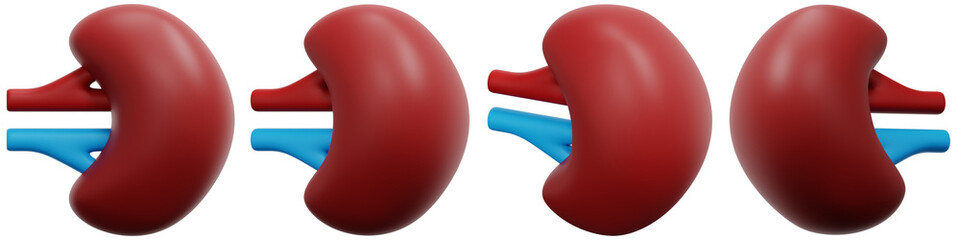 Set of Four Human Kidneys with Blood Vessels 3d Render Icon Illustration