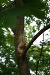 squirrel with a nut on a tree