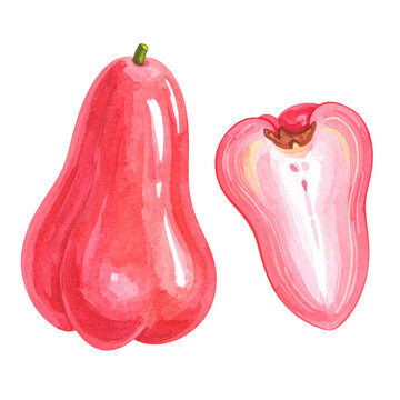 Watercolor Illustration of Java Apple Fruit Isolated on White Background, Detailed and Vibrant Representation for Culinary and Artistic Use