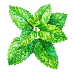 Detailed Watercolor Illustration of Fresh Lemon Balm Leaves Isolated on a Clean White Background for Culinary and Herbal Uses