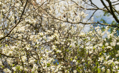 White blossoms of an apple tree against blue sky