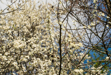 White blossoms of an apple tree against blue sky