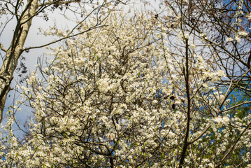 White blossoms of an apple tree against blue sky
