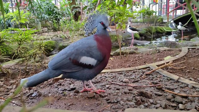 Victoria mabruk bird in the ground	