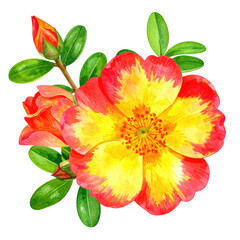 Vibrant Watercolor Illustration of Isolated Purslane Flower with Buds and Green Foliage on White Background