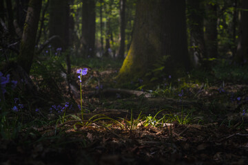 Singular Bluebell in a forest lit by sunlight