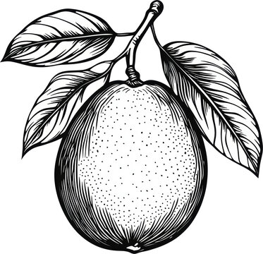 recommend clip art: mango fruit sketch line art illustration 