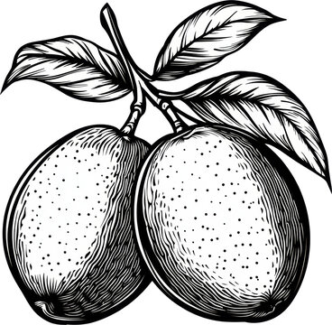 recommend clip art: mango fruit sketch line art illustration 