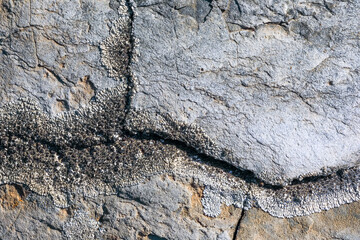 La texture d'une pierre et d'un lichen blanc.