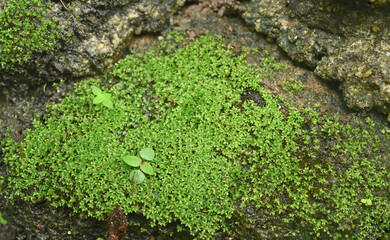 Fresh green moss and water mist near the waterfall in a nature-friendly concept.