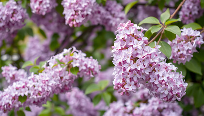 Obraz premium Blossoming lilac branches in full spring bloom., dreamy atmosphere. with white shades