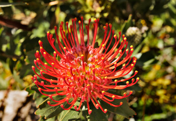 Red flower of ornamental pincushion