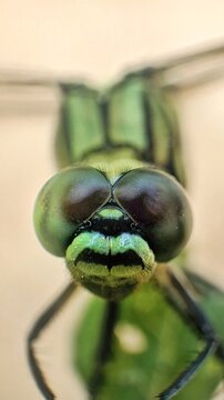 detail eyes of dragonfly