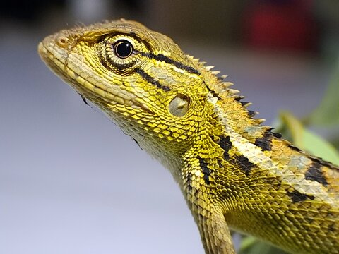 close up of a lizard