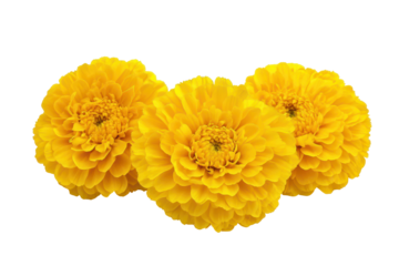 Yellow calendula bloom or marigold flower captured clearly on white background with transparent png