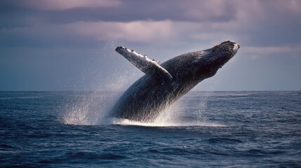 Fototapeta premium Breaching whale emerges triumphantly from the ocean, enveloped in sunlight and waves, embodying the grandeur of marine life.