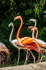 American flamingo