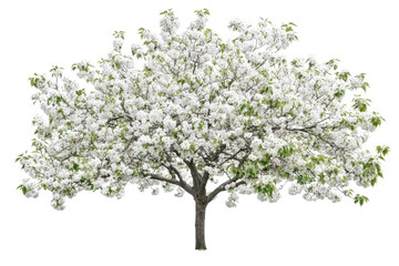 Obraz premium Yoshino cherry tree blossom flowers in full spring bloom isolated in transparent png on white background