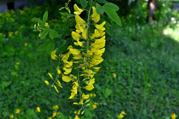 yellow flowers in the garden