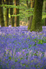 Bluebell wood in spring sunlight, near Ashmansworth, Hampshire, England, United Kingdom, Europe