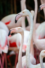 Greater flamingo