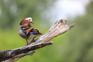 Mandarin duck 