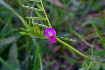 purple flowers in the garden