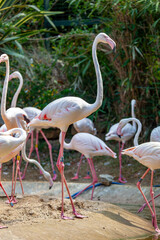 Greater flamingo