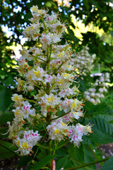 blossoming chestnut