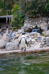 African penguin