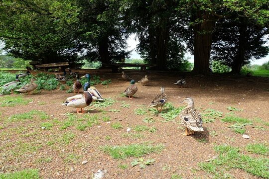 a group of ducks sitting on the ground