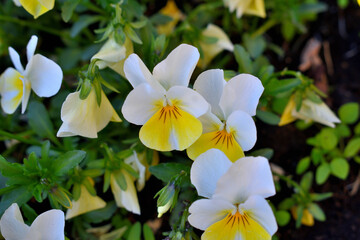 yellow and white flowers