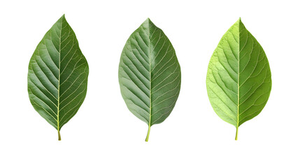 Obraz premium Fresh Green Guava Leaves on White Background Isolated for Design Projects