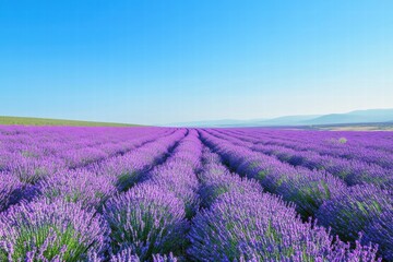 Endless rows of lavender blooming in countryside