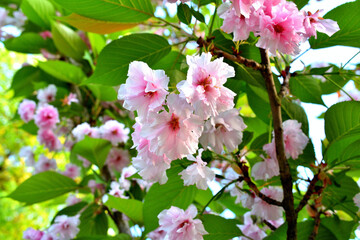 pink cherry blossom