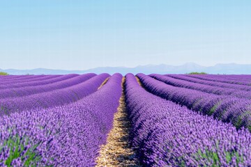 Sunflowers reaching for clear sky
