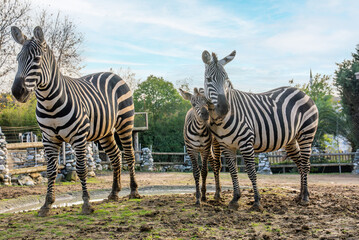 Fototapeta premium Grant's zebra