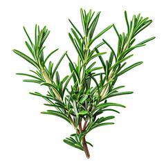 Fototapeta premium Fresh Rosemary Herb, Green Culinary Plant, Cooking Ingredient, Natural Seasoning, Aromatic Herb, Garden Spice, Realistic Leafy Sprig, Transparent Background