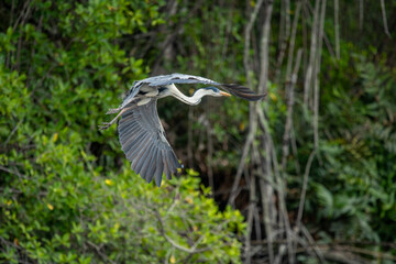 Fototapeta premium Ardea cinerea; The grey heron is a long-legged wading bird of the heron family Ardeidae, native to temperate Europe and Asia, as well as parts of Africa.