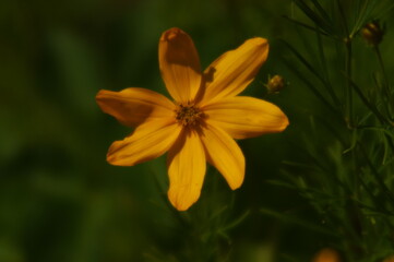 Snippets of details in the nature of Finland. Flowers, bees, bumblebees.