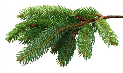 Evergreen branch with vibrant green needles