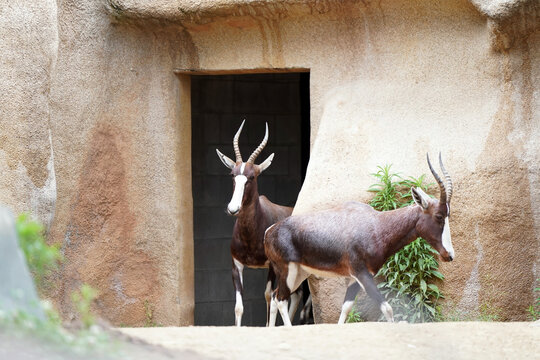 May 29 2023,  San Diego Zoo in San Diego, California USA - サンディエゴズー サンディエゴ動物園 