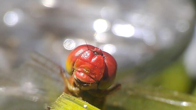 Red Dragonfly face 