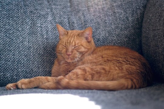 Portrait of an adorable ginger  kitten sleeping On sofa.  