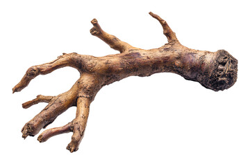 Fototapeta premium a rotten root with a white background